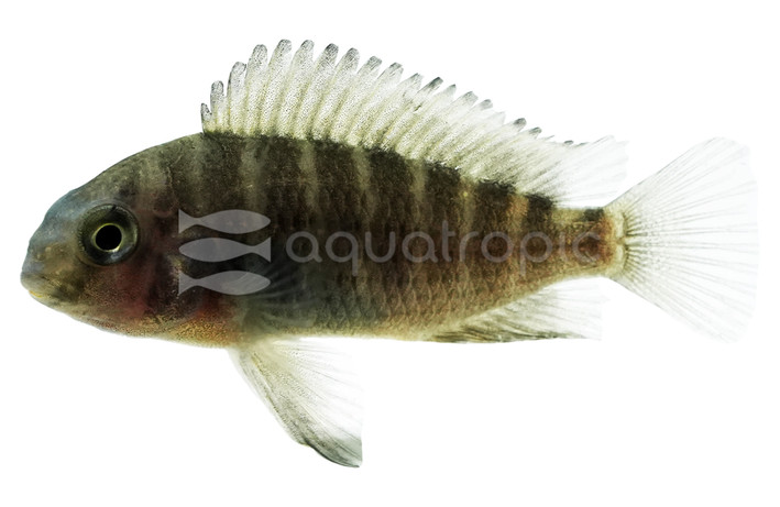 T. Moorii 'Mpulungu' :: 63019