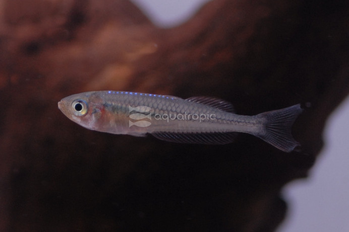 Ornate Rainbowfish :: 16587