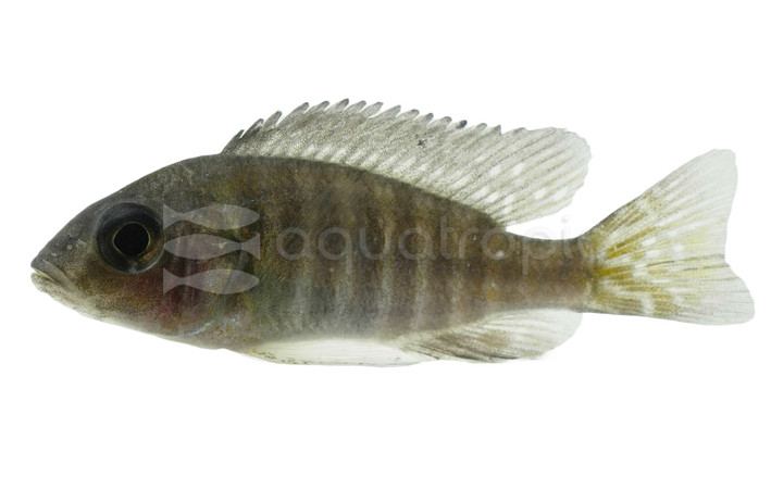 Peacock Usisya Cichlid :: 76897