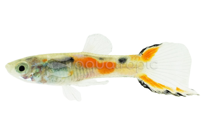 Endler's Black Chest Guppy, Male  :: 42252