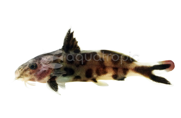 White Polli Synodontis Catfish :: 25467