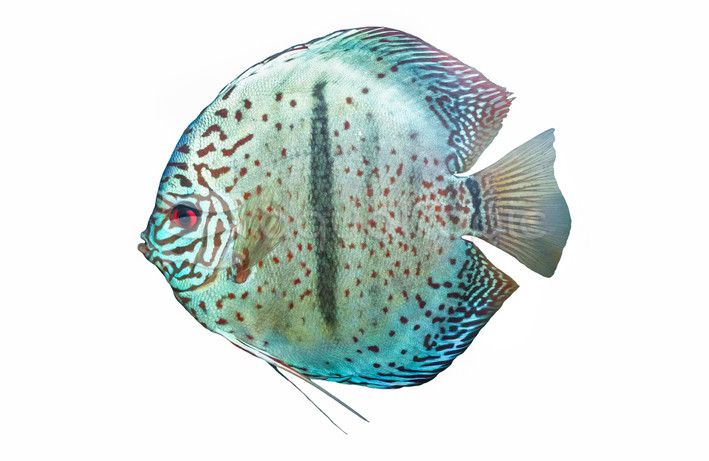 Heckel Blue Discus :: 97038