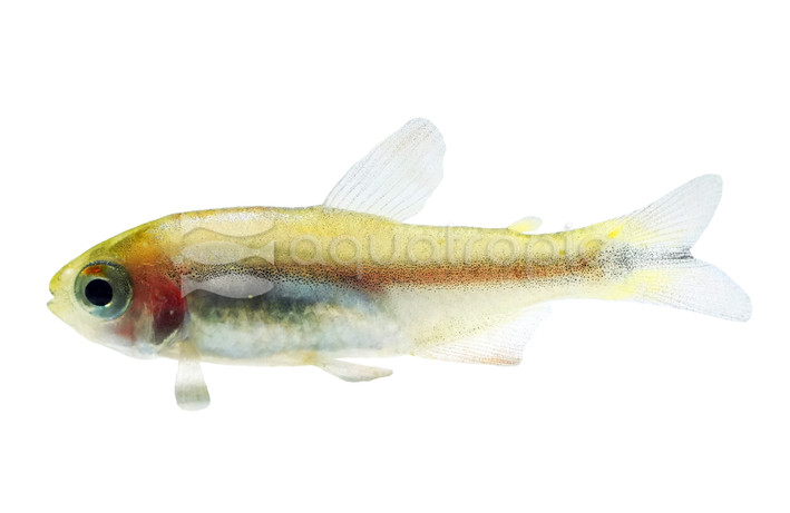 Cyanotaenia Imperial Lapis Tetra :: 74240