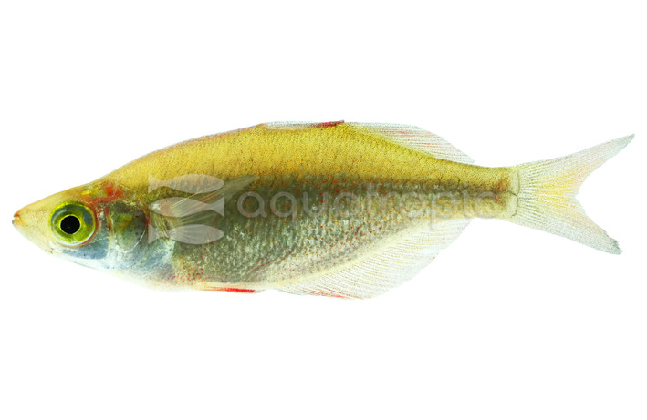 Salmon Red Rainbowfish :: 54938