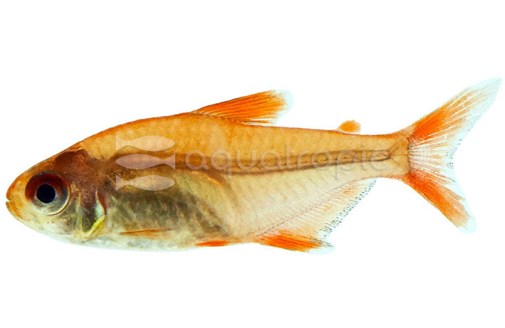 Muzel Red Cherry Tetra :: 41085