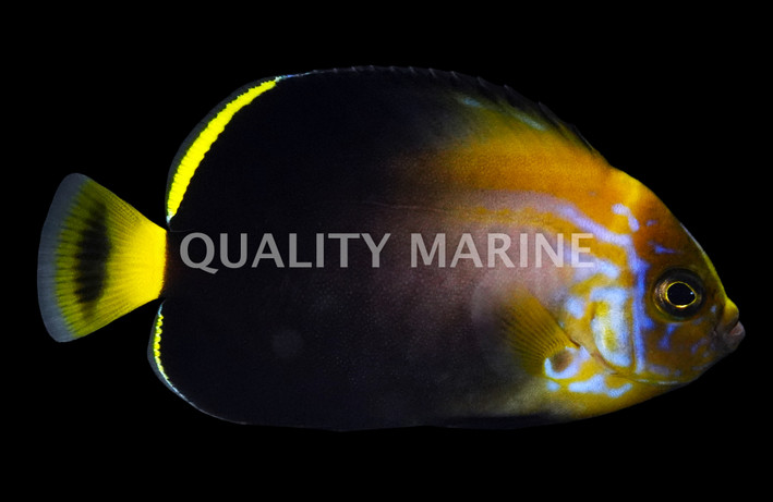 Blue Maze Angelfish, Bali Aquarich :: 10217