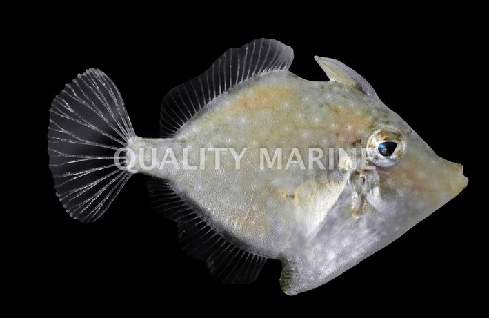 Whitespotted Pygmy Filefish :: 16535