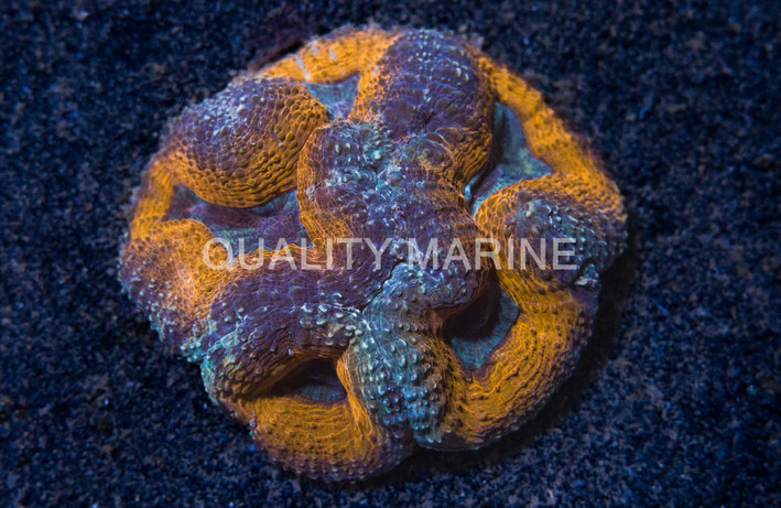 Red/Purple Lobophyllia Brain Coral :: 40490