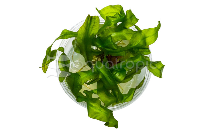 Echinodorus Ozelot Cup AT :: 85125