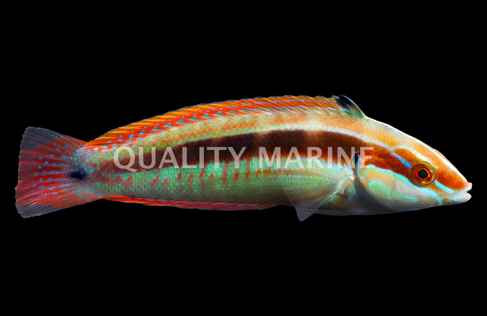 Spottail Coris Wrasse :: 33874