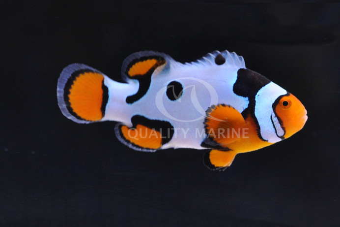 Picasso Percula Clownfish, Premium :: 14070