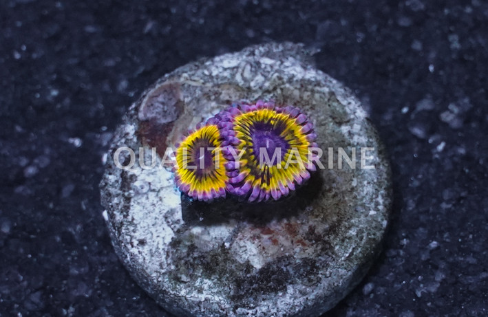 Zoa, Pink Lemonade - Quality Marine