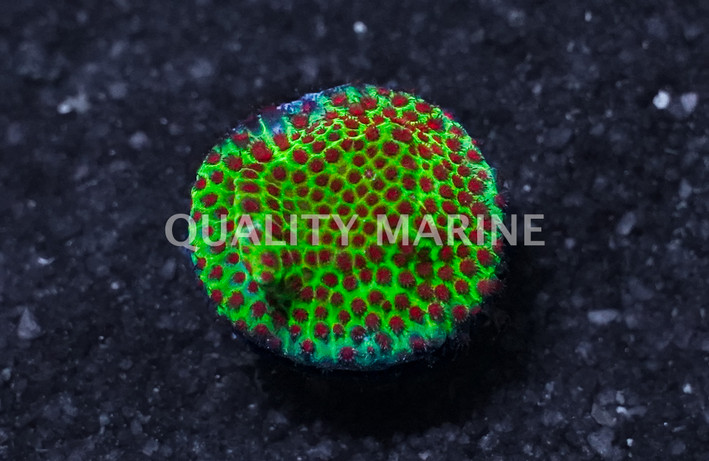 Porites, The Grinch :: 31113