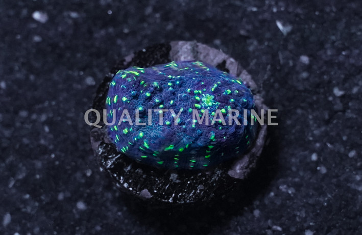 Chalice, Lime In The Sky :: 60247