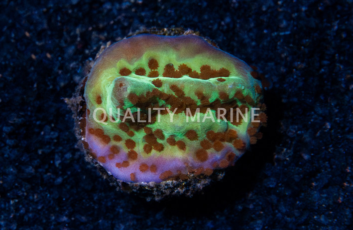 Monti, Encrusting Jedi Mind Trick :: 76754