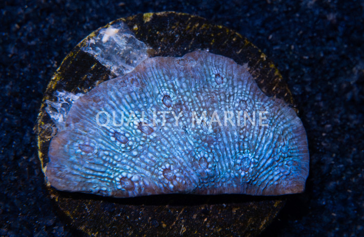 Chalice, Frozen Grapes :: 92931