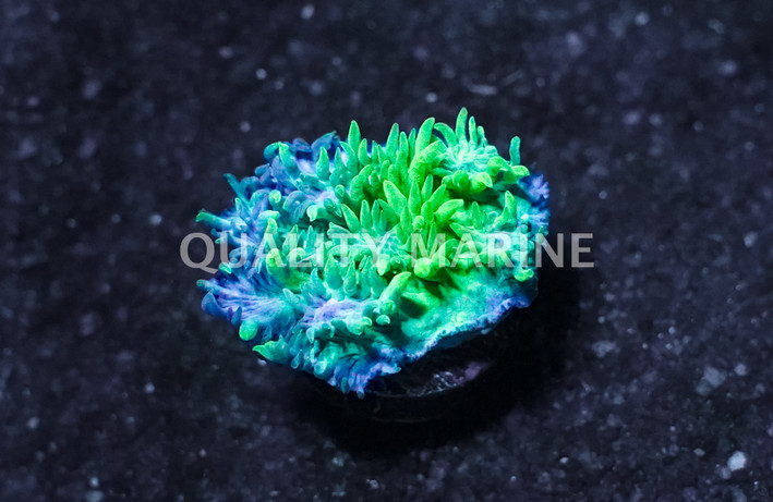 Hydnophora, Green Plating :: 45215