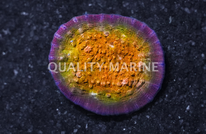 Chalice, Fireball :: 34292