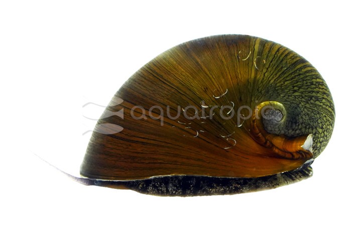 Yellow Helmet Nerite Snail :: 64225