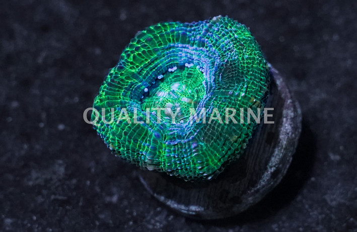 Acan Bowerbanki, Green Corals :: 86966