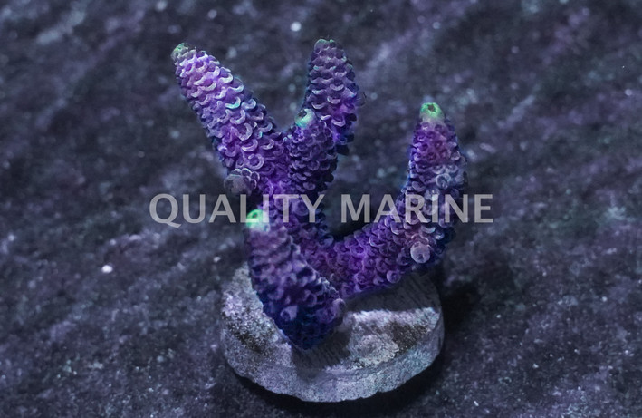 A. formosa Corals :: 92118