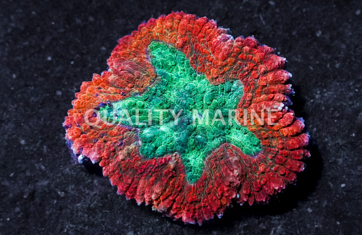 Brain Open Red w/ Green Corals :: 78736