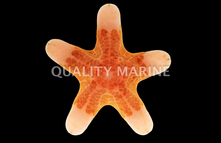Granulated Sea Star :: 59052