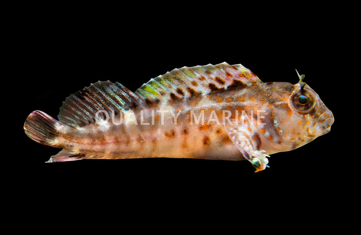 Atlantic Oyster Blenny, QM Labs :: 56459
