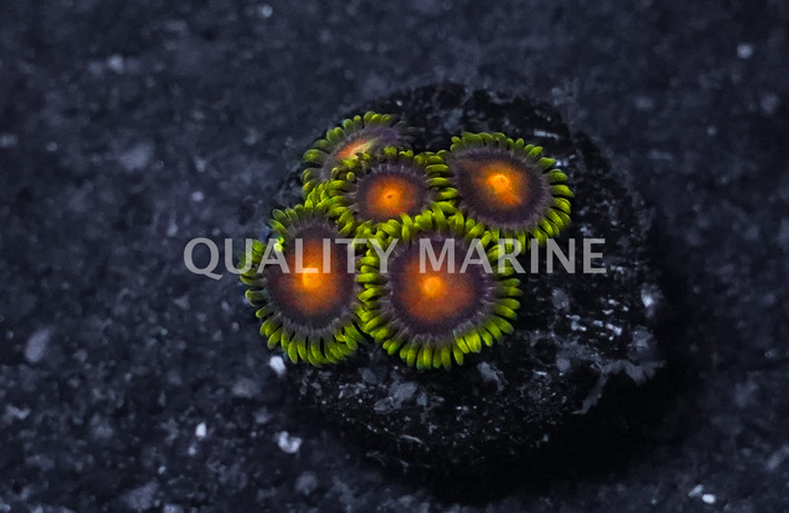 Peacock Nipple Zoa :: 60118
