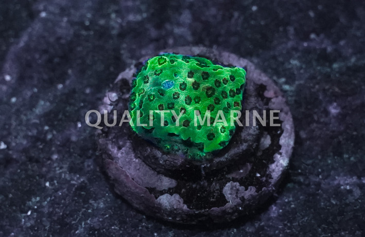 Acropora, Jello Shot Cookie Corals :: 59563