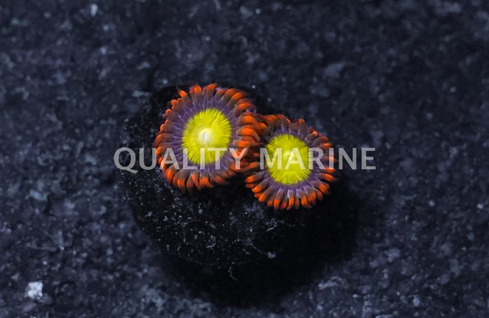 Zoa, Mandarin Orange :: East Americas :: 51389