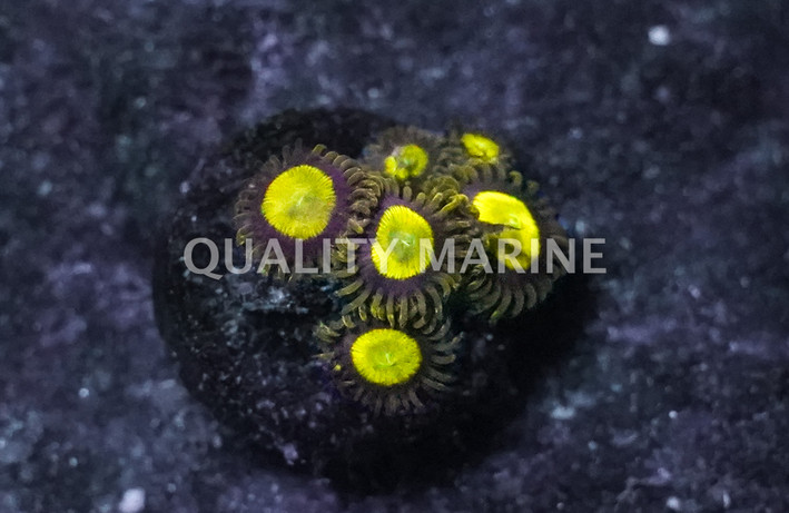 Zoa, King  Midas Zoanthid :: 77665
