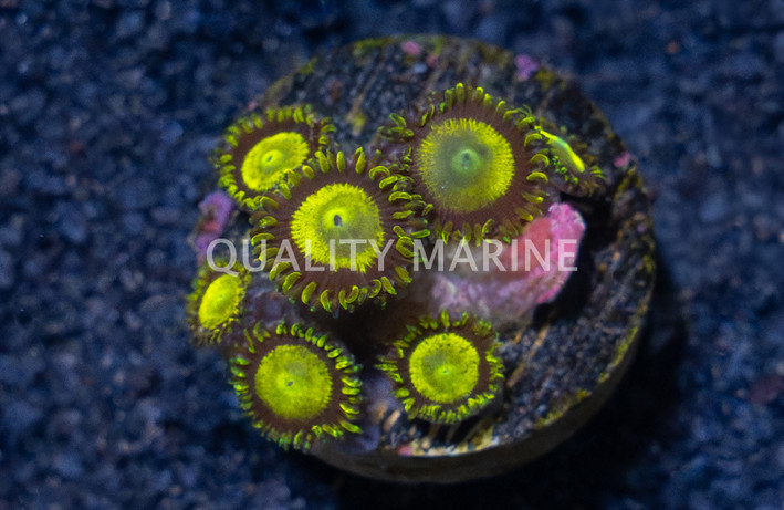 Zoa, King  Midas Zoanthid :: 77665