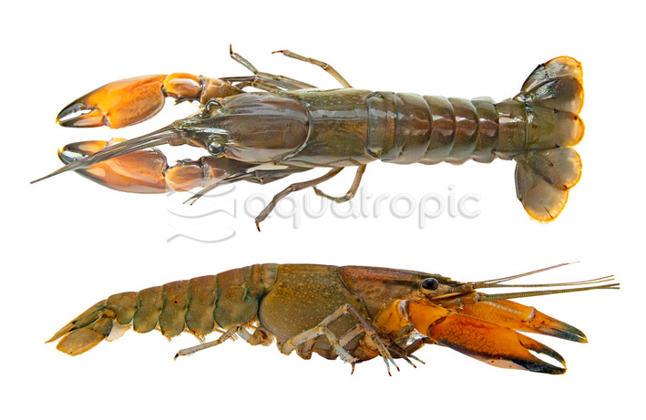 Pulcher Papua Maroon Lobster :: 10386