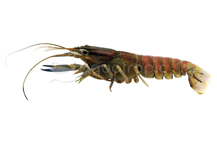 Pulcher Papua Maroon Lobster :: 10386