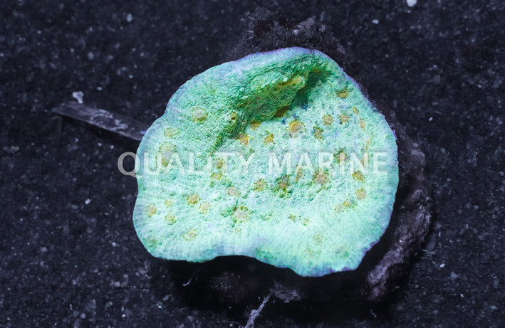 Gold Eye Yellow Chalice :: 30985