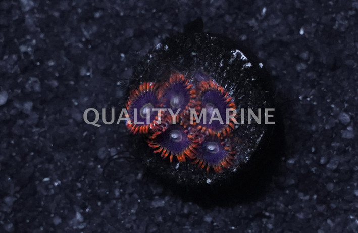 Zoa, Rainbow Hornet :: East Americas :: 90267