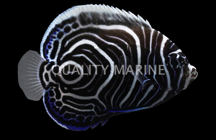 Imperator Angelfish, Juvenile, Bali Aquarich :: 50389