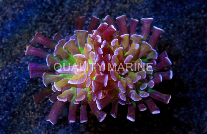 Hammer Branch Green Center, Gold Tentacle w/Purple Tip :: Eastern Asia :: 82712