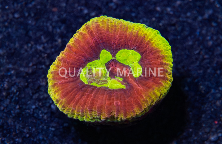 Brain Dragon Soul  :: Australia / Coral Sea :: 67612