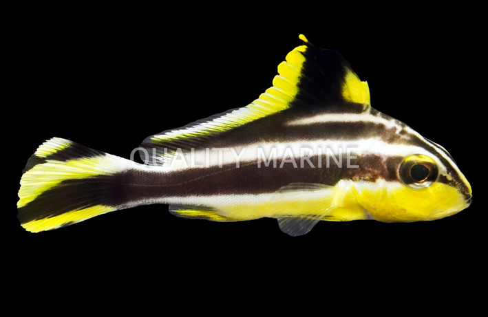 Sweetlips, Painted Juvenile :: 19514