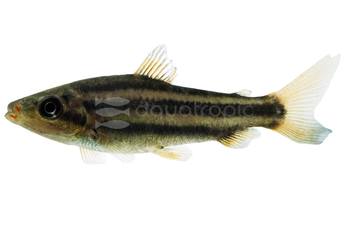 Arcus Lipstick Leporinus :: 89957