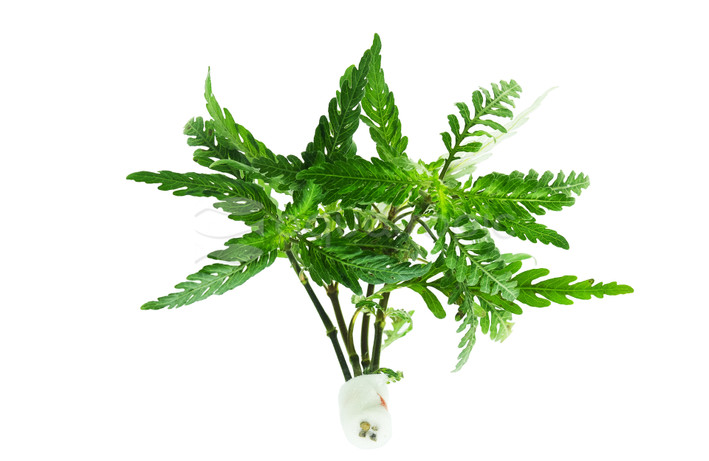 Hygrophila pinnatifida - bunch :: 44504