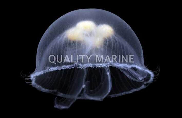 Moon Jellyfish :: 54007