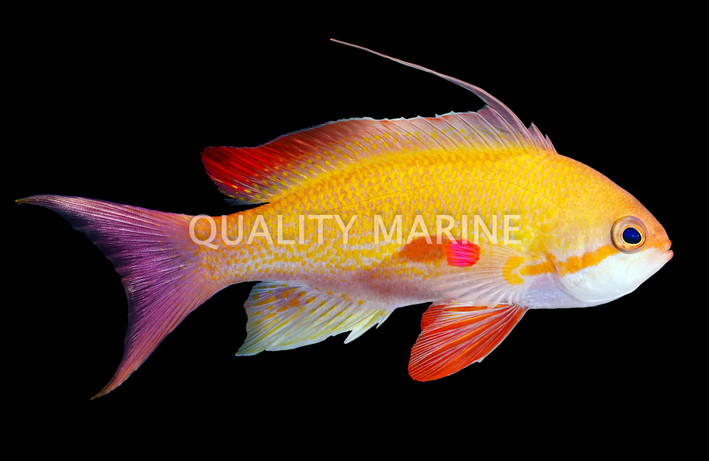Noble Anthias, Male :: Eastern Asia :: 28551