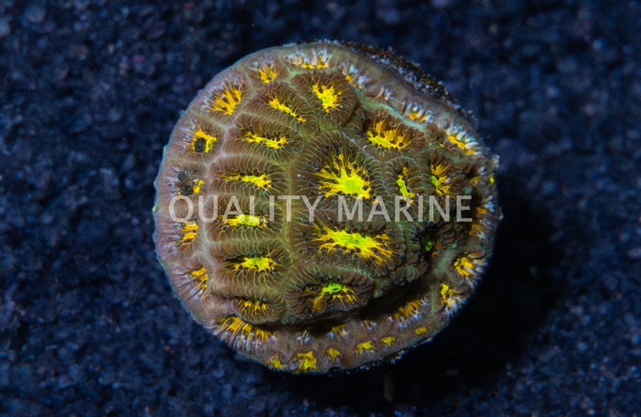 Leptastrea,  John Deere :: 91834