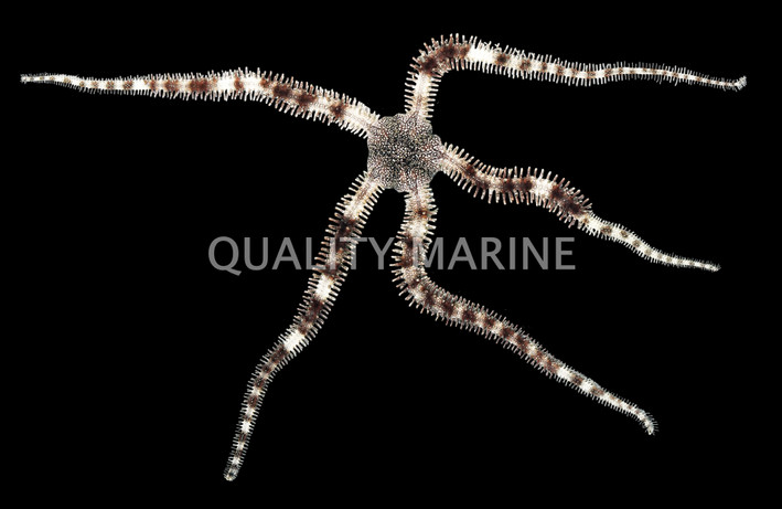 Banded Brittle Sea Star :: 59058