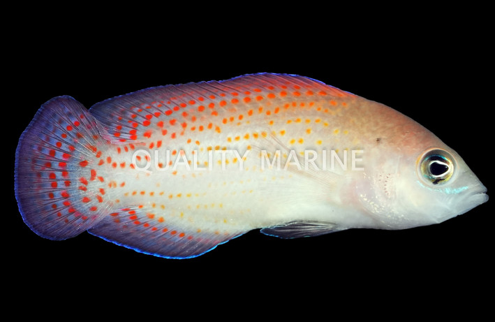 Red Spotted :: 26056