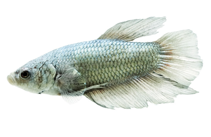 Male King Halfmoon Betta :: 83025