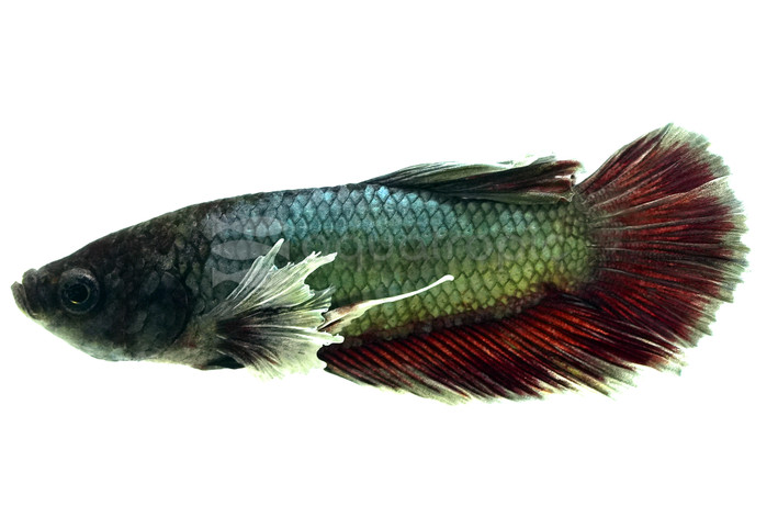 Male Mixed Color HMPK Dumbo Ear Betta :: 76423